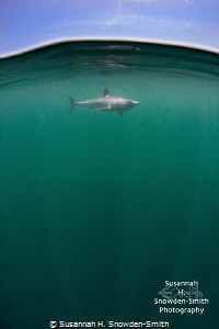 "Just Below The Surface"
A mako shark cruises just under... by Susannah H. Snowden-Smith 